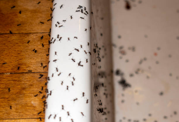 Best Residential Pest Control  in Custer, SD
