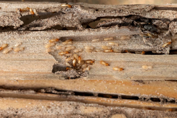 Best Pest Removal Services  in Custer, SD