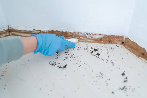 Professional Pest Control in Custer, SD