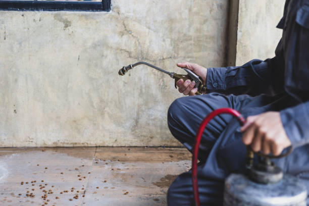Best Flea Control Services  in Custer, SD